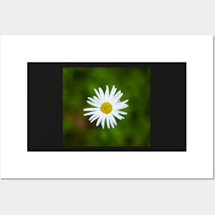 Wild yellow daisies Posters and Art